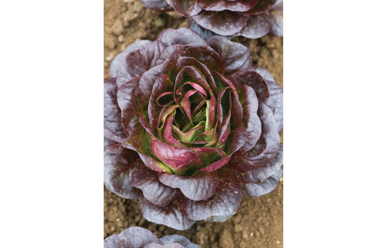 Salanova Red Butter – Lettuce Seed
